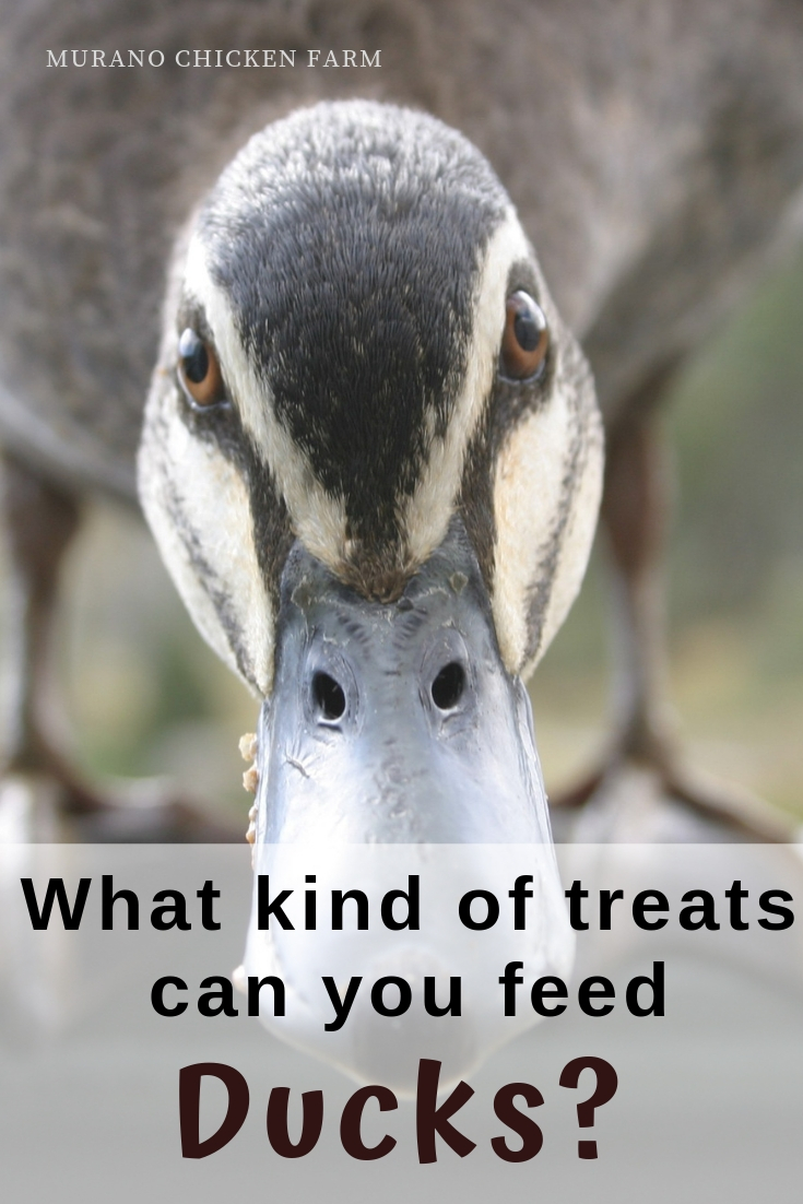 What kind of treats can ducks eat? Murano Chicken Farm