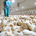 Rusia reporta los primeros casos del mundo de gripe aviar H5N8 en humanos