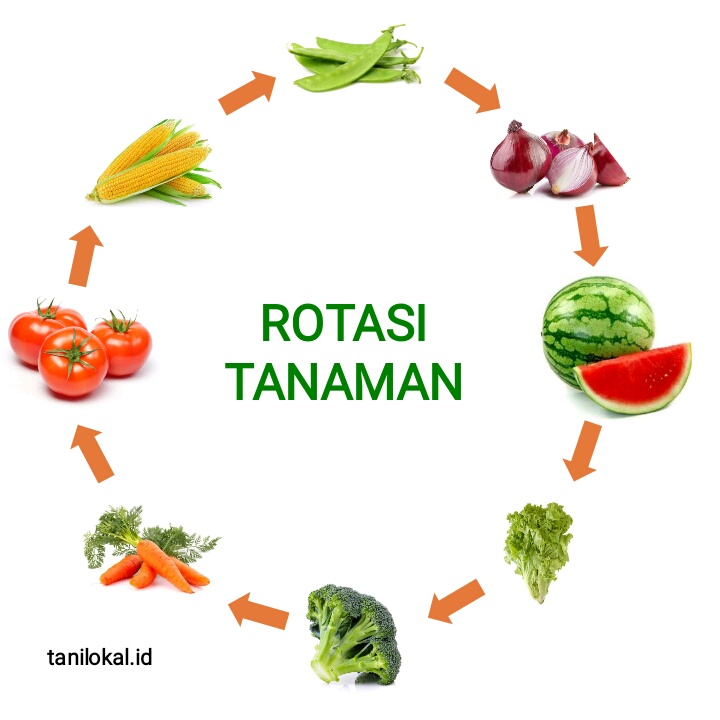 Penerapan Metode Tanam Rotasi dalam Pertanian Berkelanjutan di Desa Cikoneng