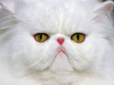 White Persian Cat