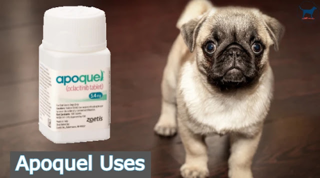 Apoquel use in dogs Outlet