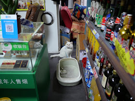 a white cat in a convenience store