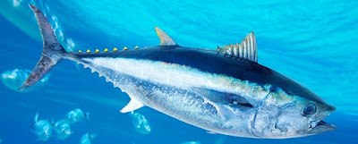 Skipjack Tuna