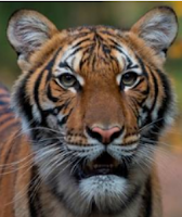 Avian Flu Diary: WCS: A Tiger at Bronx Zoo Tests Positive for COVID-19