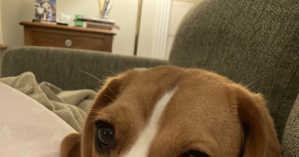 Outdated technique, new instrument dissuades canine from scavenging on walks