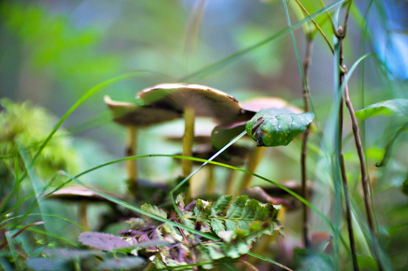 Herbst gleich Pilzsaision