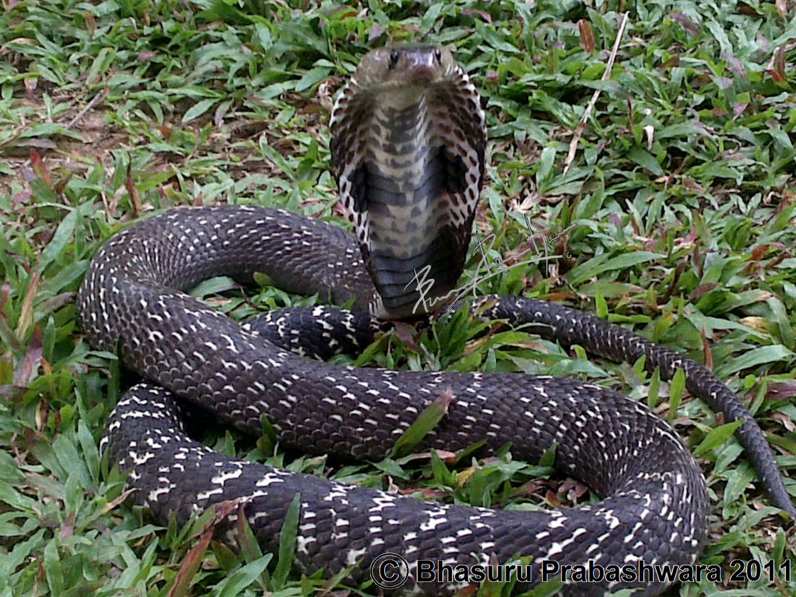  Snakes  of Sri  lanka  by Bhasuru Prabashwara