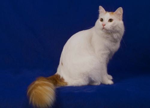 قط الفان التركي من أنواع القطط