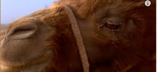 Depuis 3000 ans, les peuples des steppes ont adopté un mode de vie pastoral se déplacant à la recherche des meilleurs pâturages et campements. Ils vivent par et pour les animaux au premier rang desquels le cheval qui a sans doute été pour la première fois au monde domestiqué dans ces prairies infinies. 