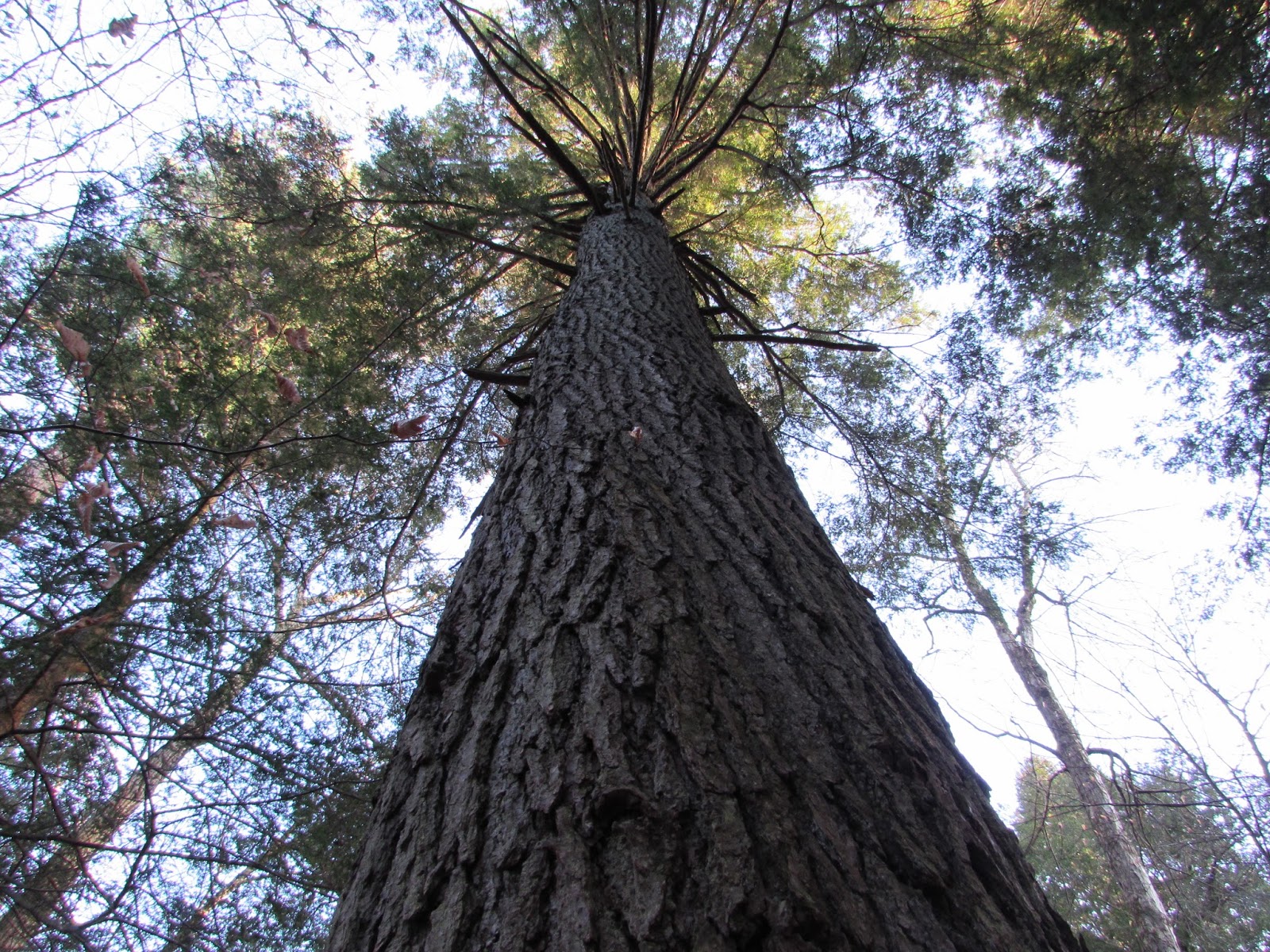 Hearts Content Scenic Area Beautiful Old Growth Forest Allegheny