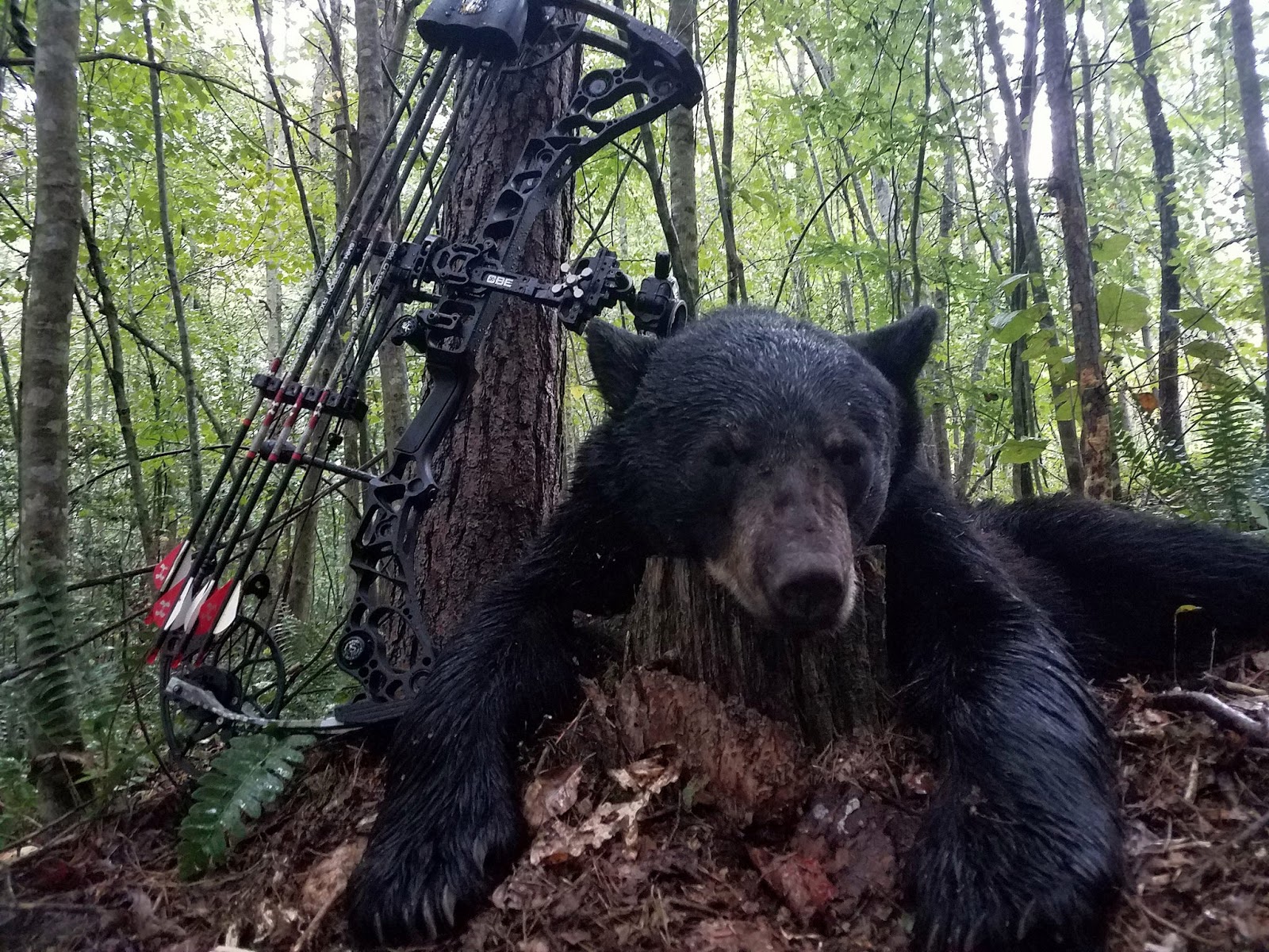 North Georgia Sportsman A Storm Bruin north-georgia-sportsman-a-storm-bruin