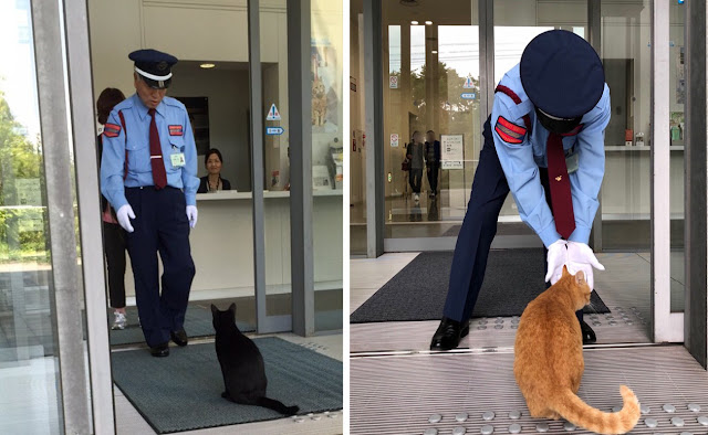 Черный кот по кличке Го и рыжий кот Кен вот уже несколько лет пытаются зайти внутрь музея в Хиросиме