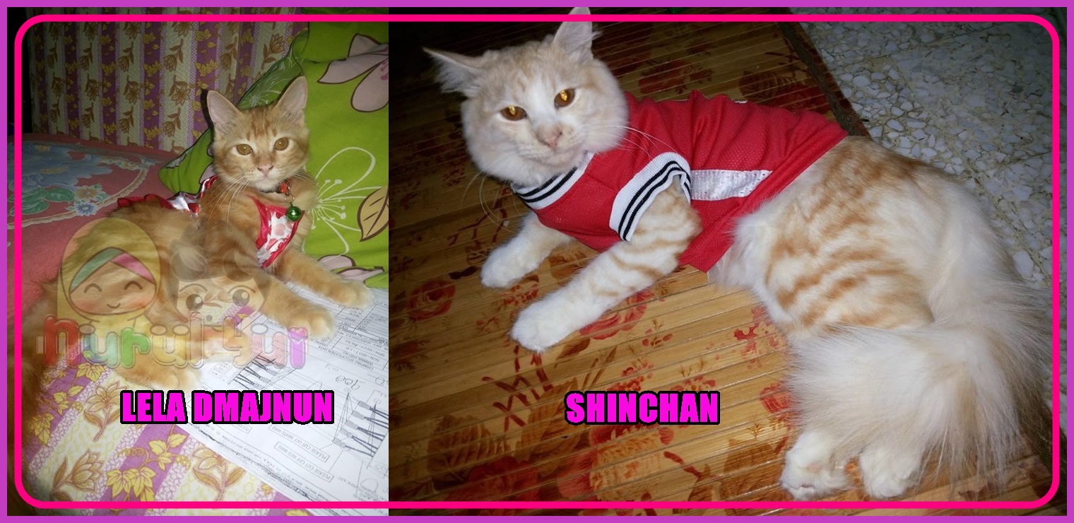 Gambar Kucing Pakai Baju Comel
