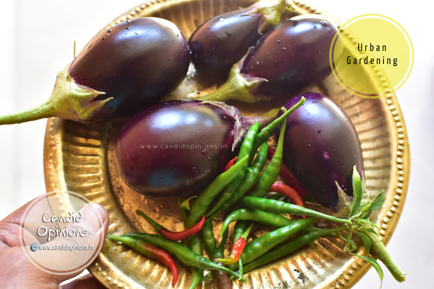 Urban Gardening Harvesting Eggplants Candid Opinions