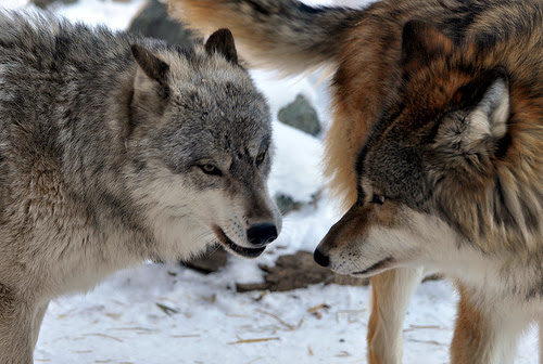White Wolf : What Is Happening With America’s Gray Wolves And How You ...