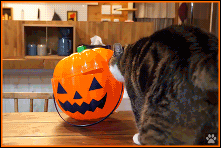 Funny cat GIF • Halloween time. Maru o' lantern. Funny Maru has his comfy pumpkin box. Fav bed
