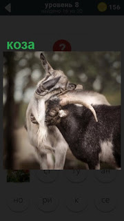  стоят две козы рядом друг с другом