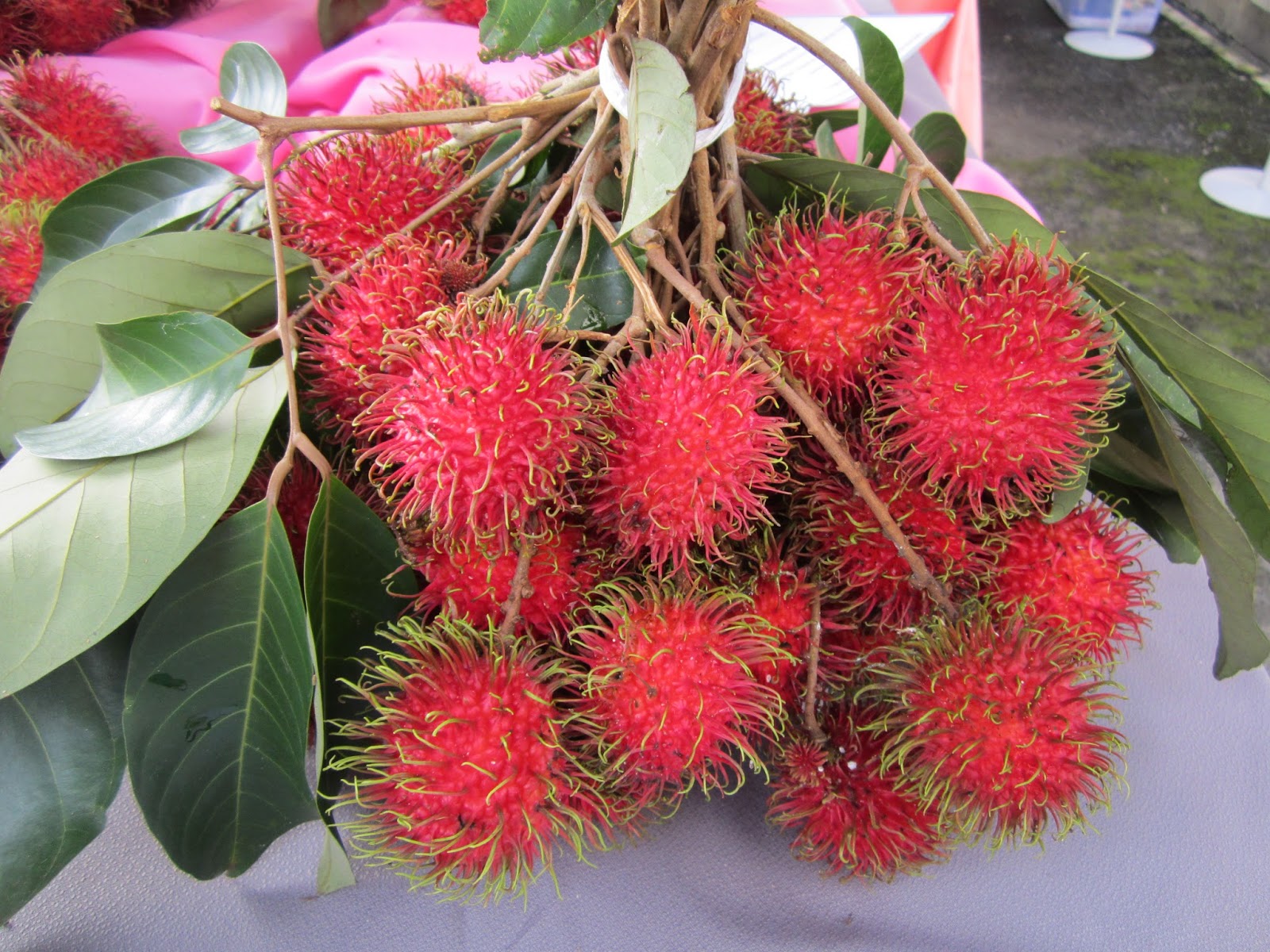 Photokabalfalah Mewarnai Gambar Rambutan