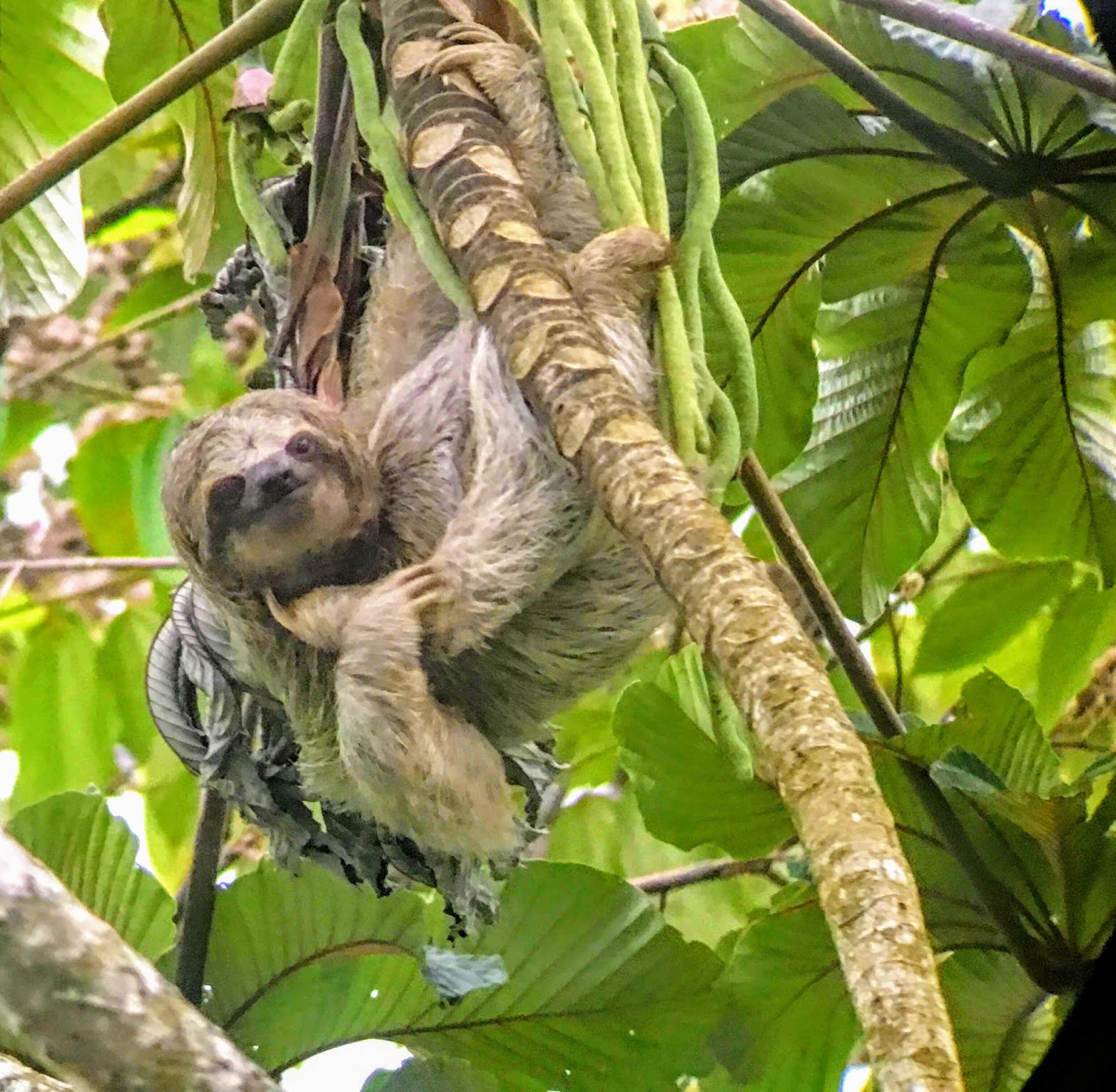 Google Fi High Speed International Data Without The Hassle