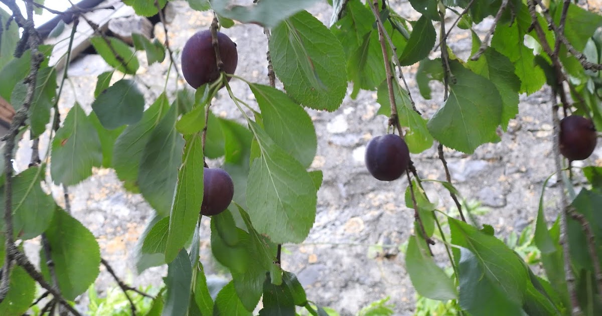 A corner of France Plum crop