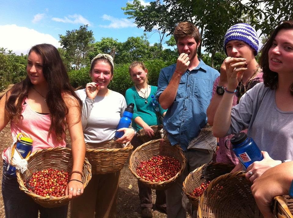 leapnow coffee picking