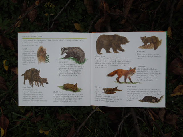 schovavana v prirode lesy a haje