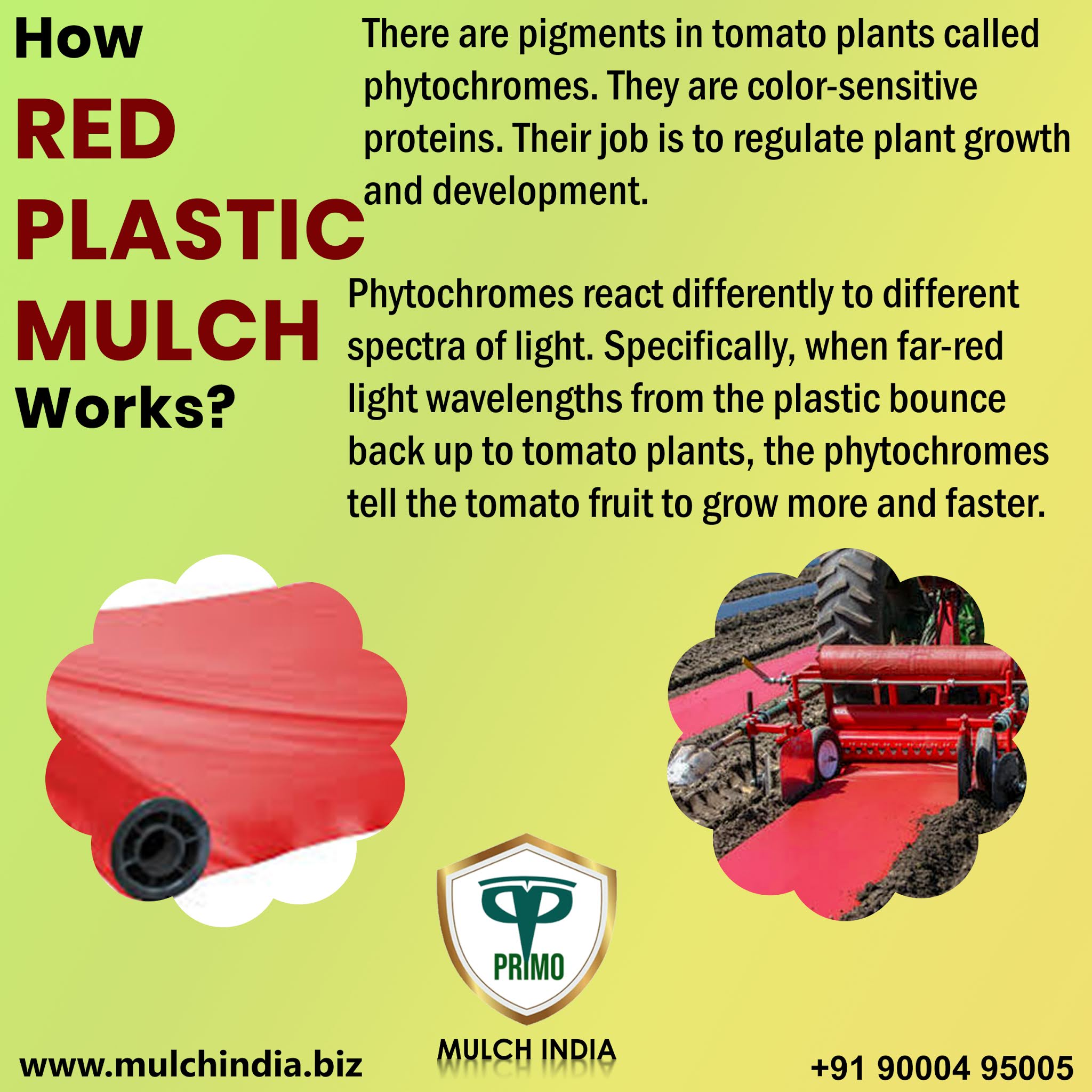 MulchIndia How Red Plastic Mulch Works? Mulch India Call+𝟵𝟭