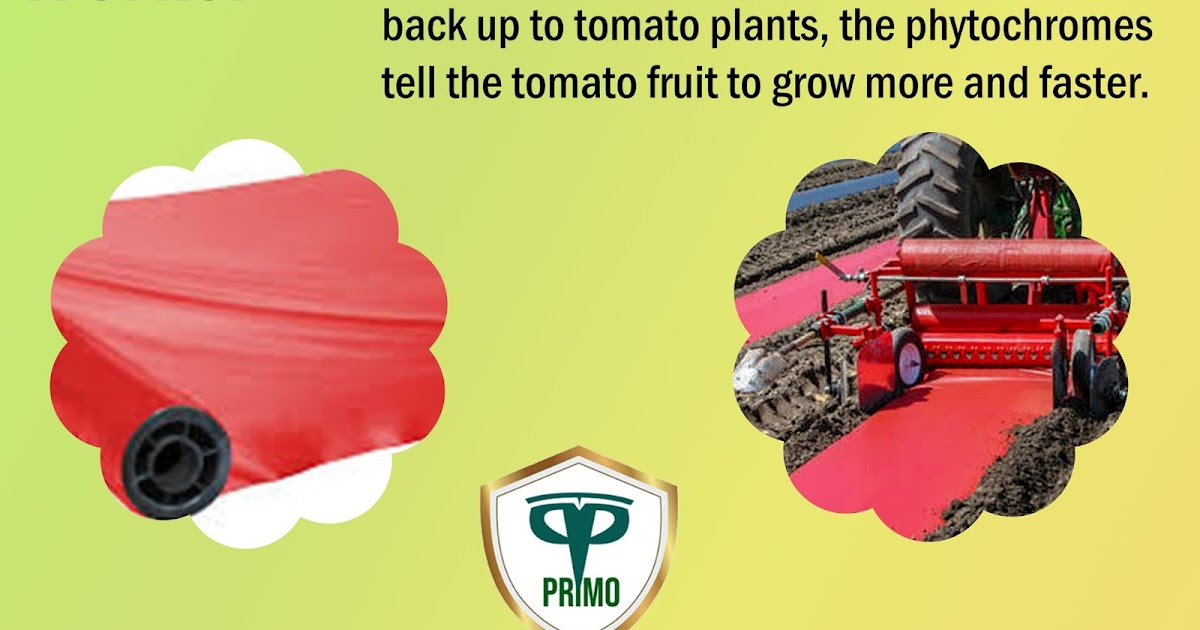 MulchIndia How Red Plastic Mulch Works? Mulch India Call+𝟵𝟭