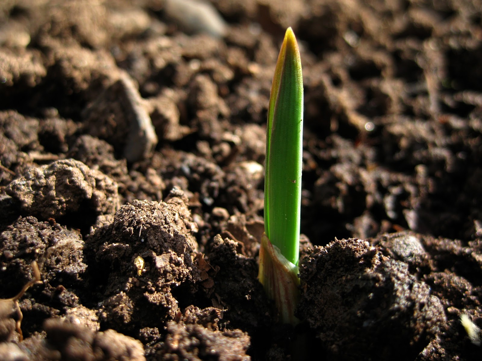 up the garden path little green shoots up the garden path little green shoots
