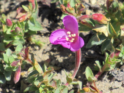 wildflower wednesday flower photography identificaiton