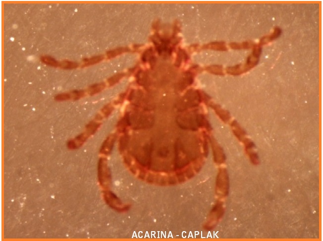 Biologi Gonzaga Arthropoda
