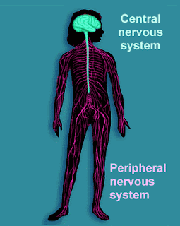 nervous system powerpoint