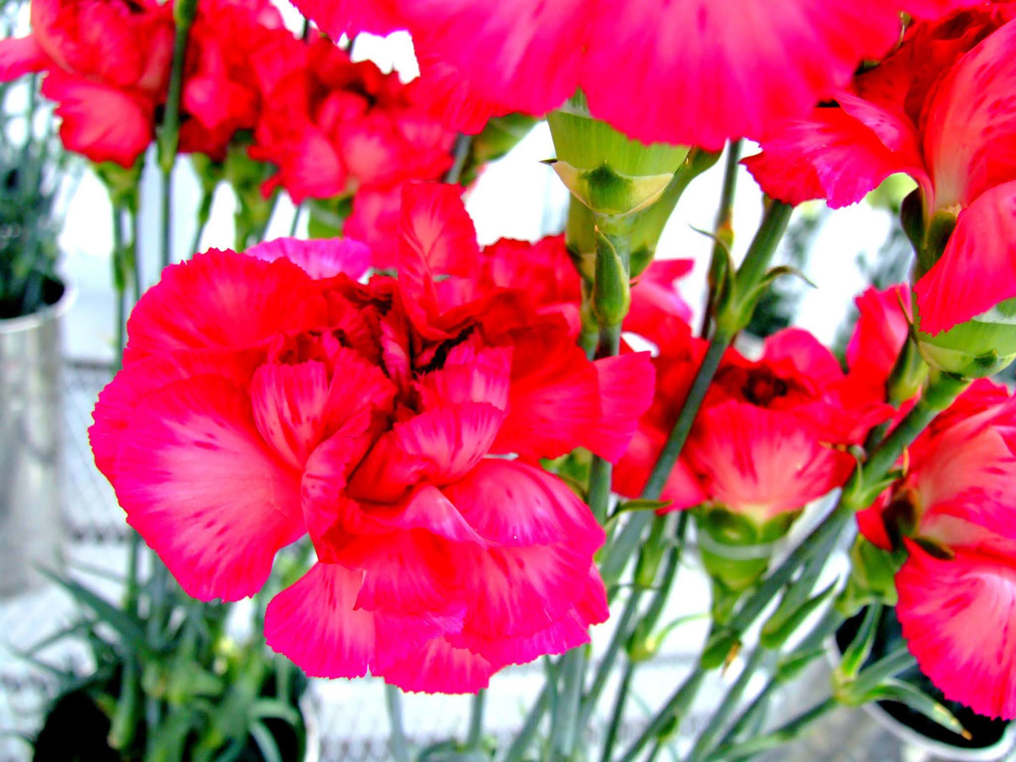 ビビットな赤が可愛らしい、カーネーションの花束の写真素材です。母の日のアイキャッチなどにおすすめですよ。