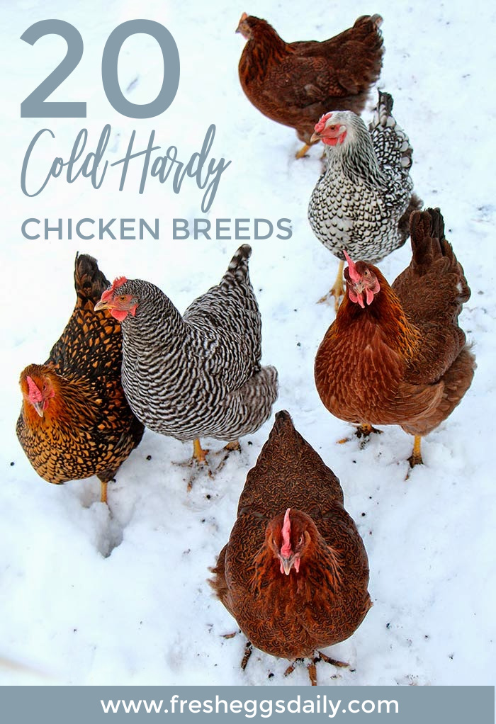 20 ColdHardy Chicken Breeds Fresh Eggs Daily® with Lisa Steele