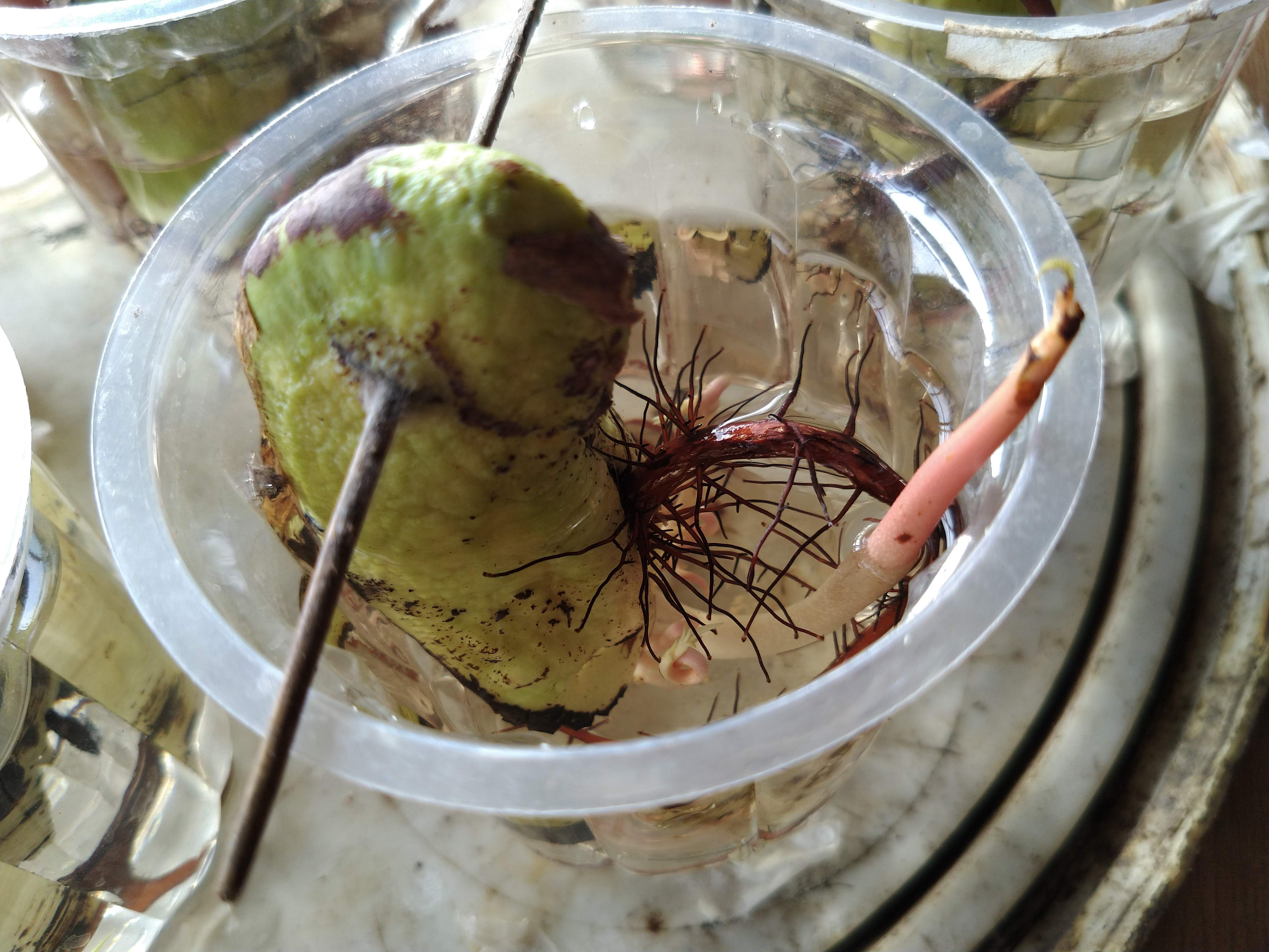Mango Seed Germination in Water