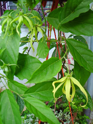 Garden Chronicles of James David: Tips to Care & Cultivate Ylang