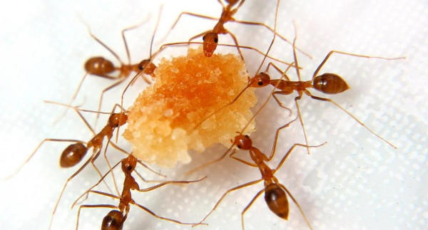 Apa fungsi antena pada semut
