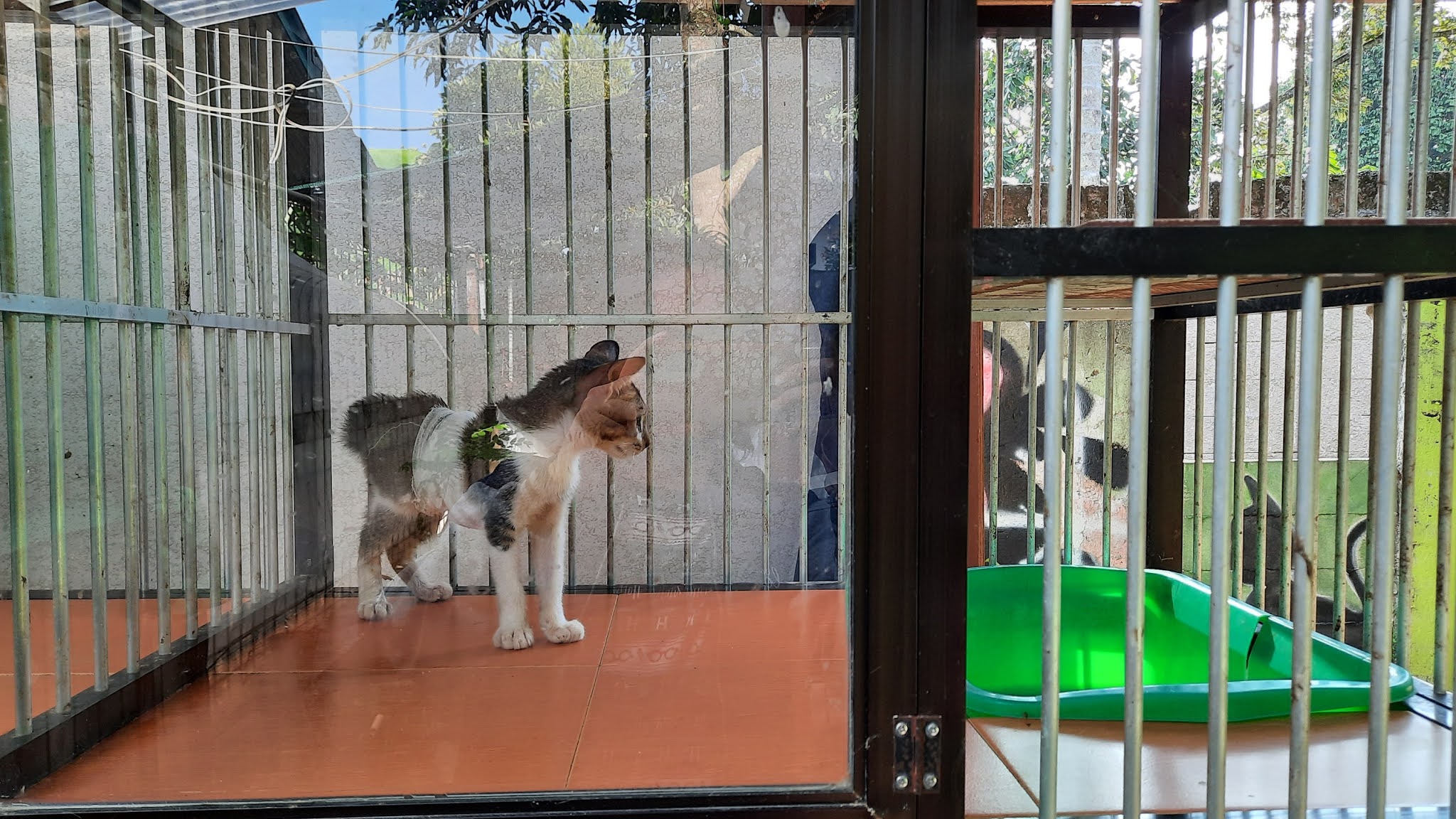 Pengalaman Menitipkan Kucing Jalanan Sakit ke Rumah Singgah Clow  nursaidr