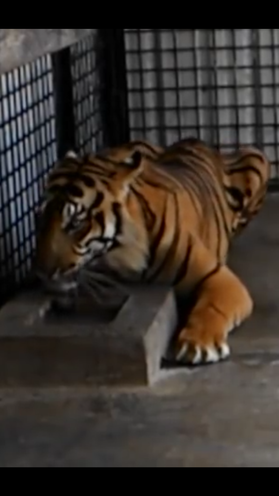 almost extinct Sumatran tiger