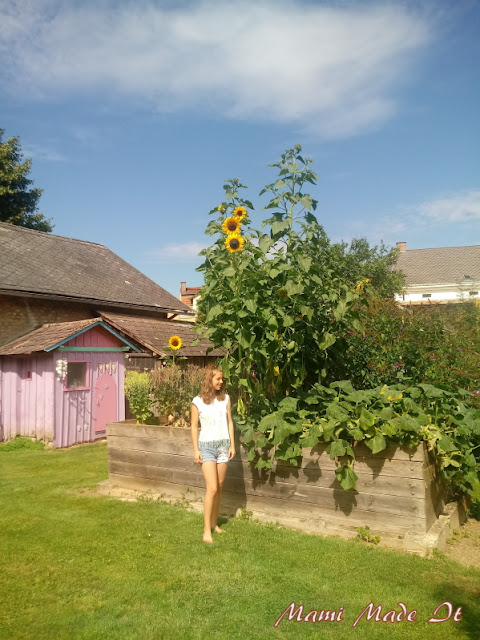 Riesensonnenblumen - Giant Sunflowers