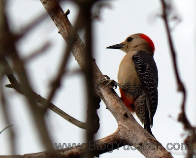 Pájaro carpintero