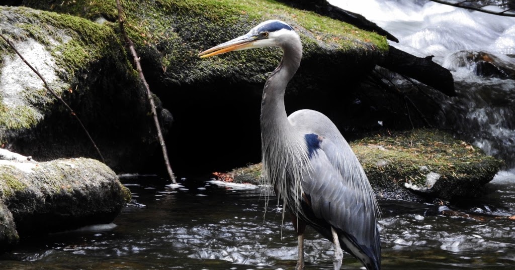 natural connections Barred Owls Eating Crayfish