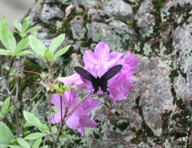 Snowy Owl Lost: Butterflies of Korea - Part II (The Jeju Years)