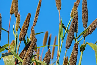 scientist name of millet