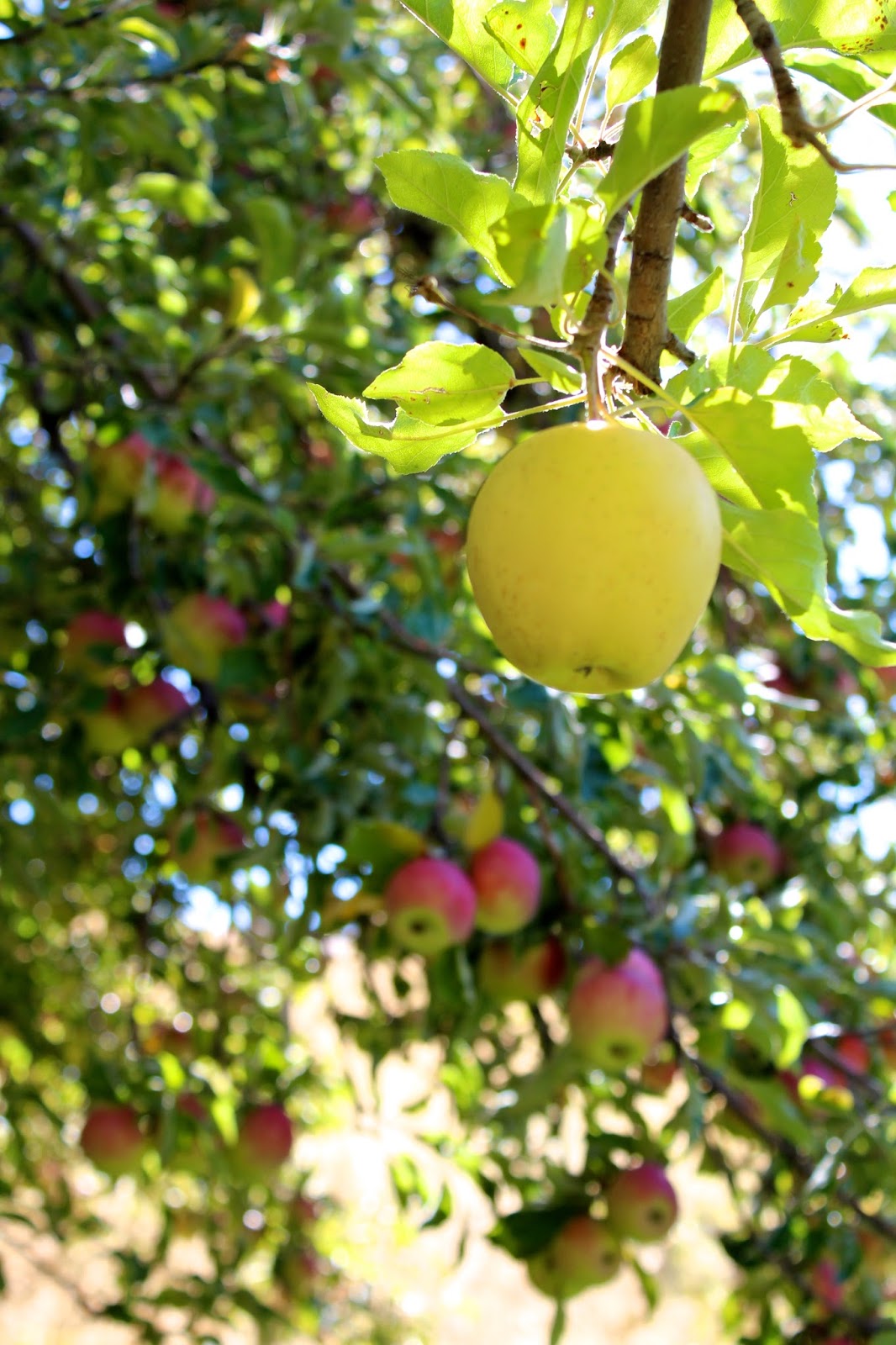 When should you harvest apples? The Lavender Apple