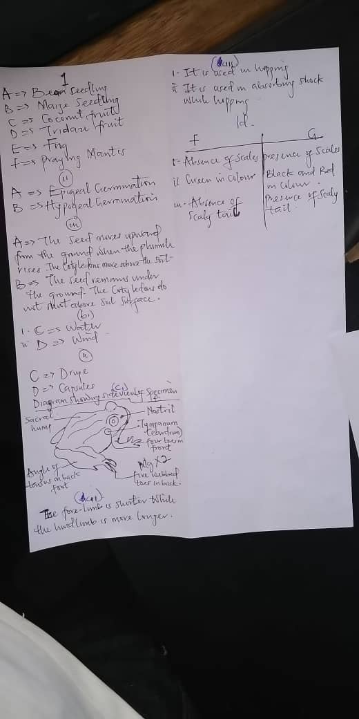 BEST WEBSITE FOR JAMB EXPO 2022, WAEC EXPO 2022, WAEC RUNZ, NECO RUNZ