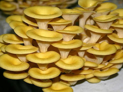 Yellow oyster Mushroom