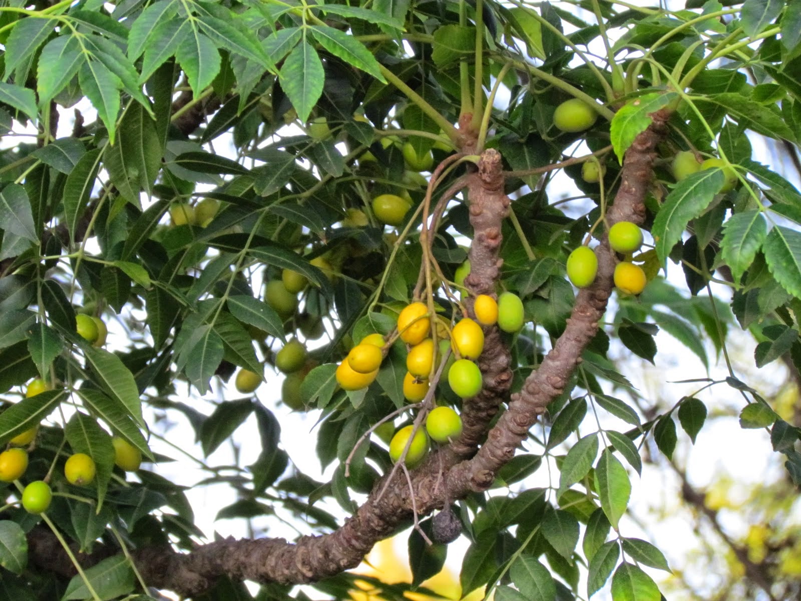 Venta de semillas de neem en Colombia CLAPYDOMAS