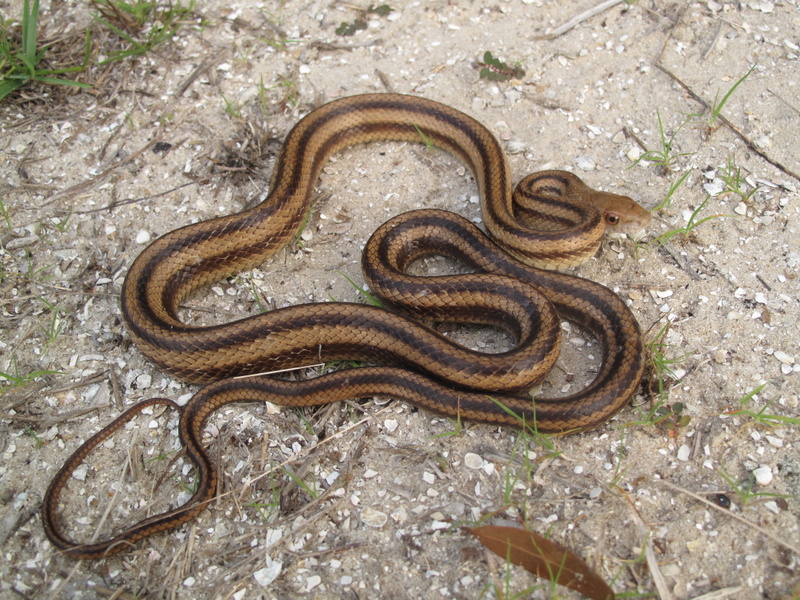 Curious Kids: when a snake sheds its skin, why isn't it colourful?