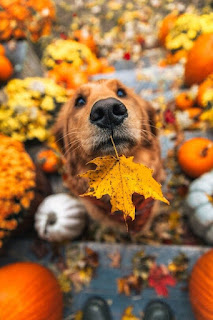 расивые картинки про собак и осень для настроения...